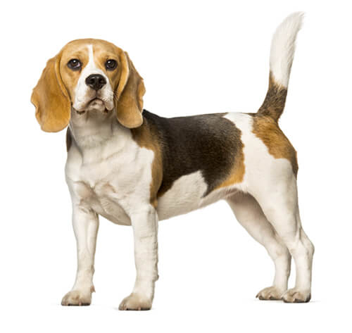 Beagle - Beagle at Sirividi Kennels