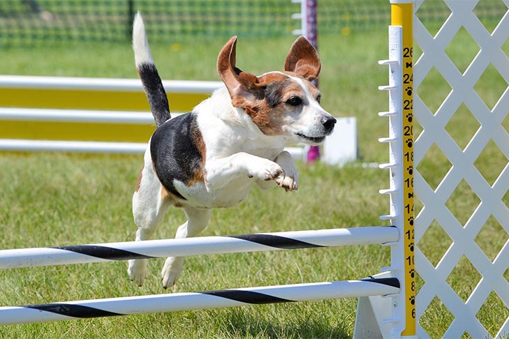 Competition training - dog agility training