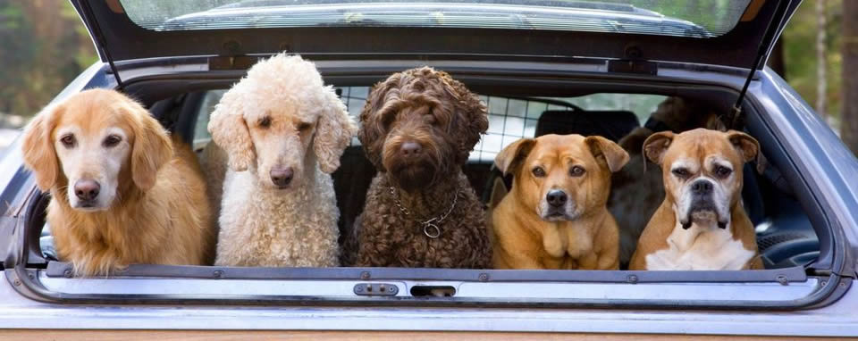Pet Taxi - Safe pet transportation services at Sirividi Kennels