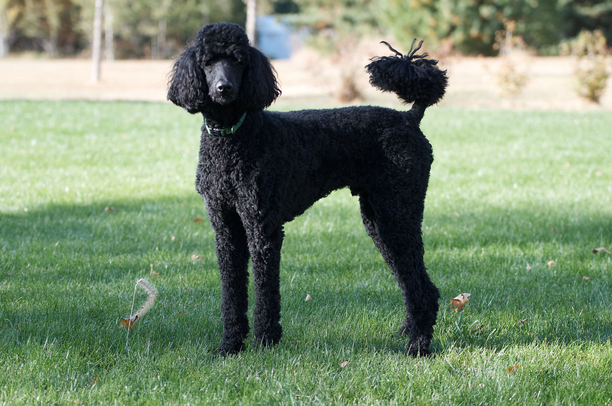 Poodles - Poodles at Sirividi Kennels