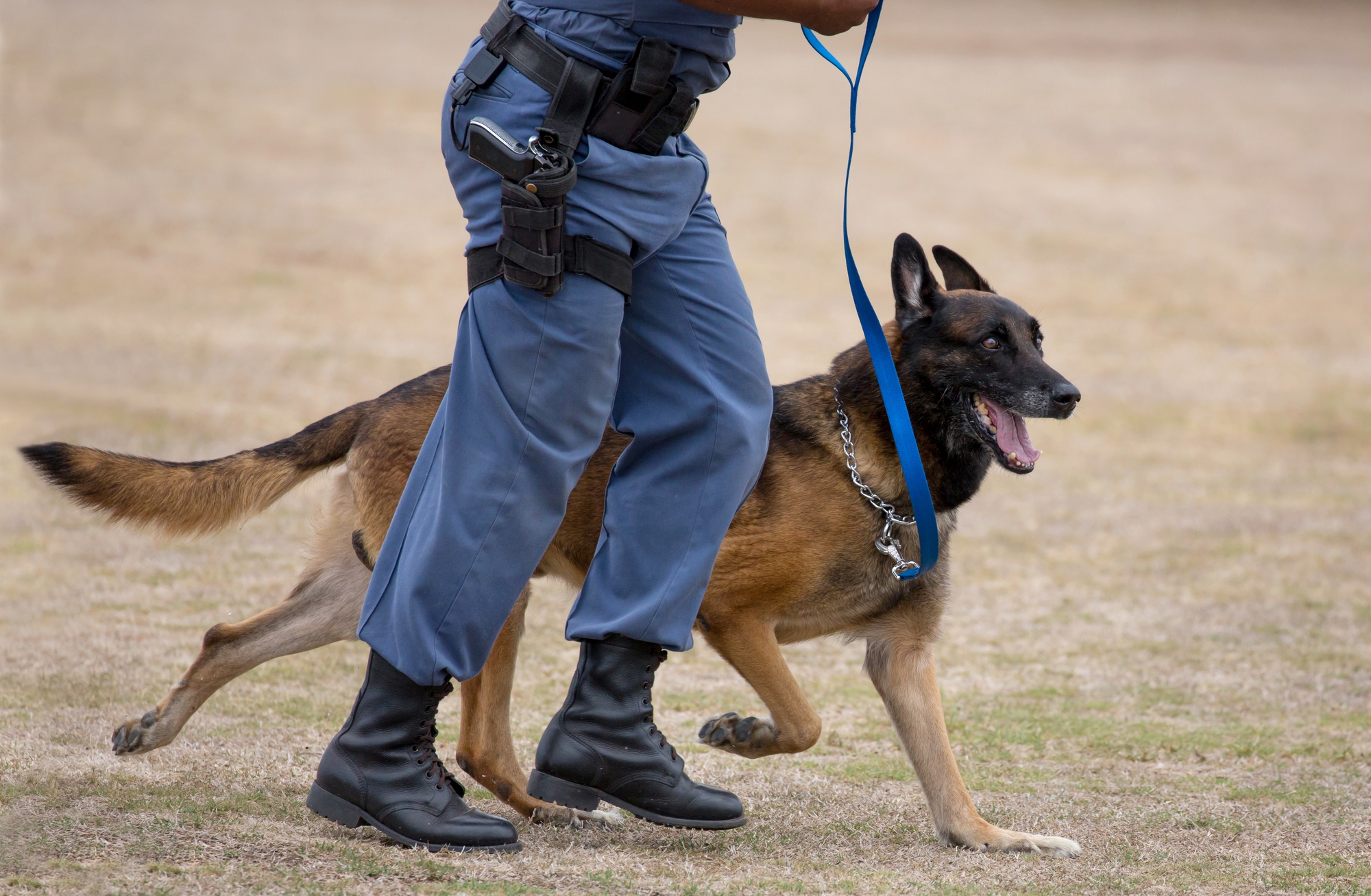 Security training - professional guard dog training