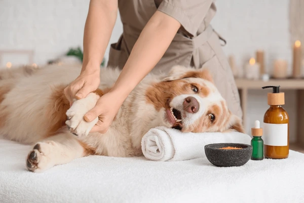 Luxurious dog spa treatments and pampering services